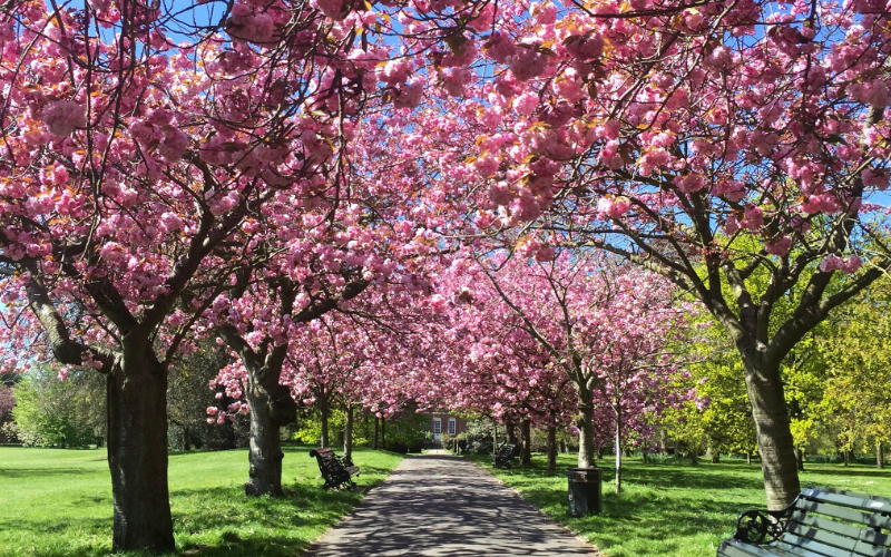 London's Best Cherry Blossom | London On The Inside